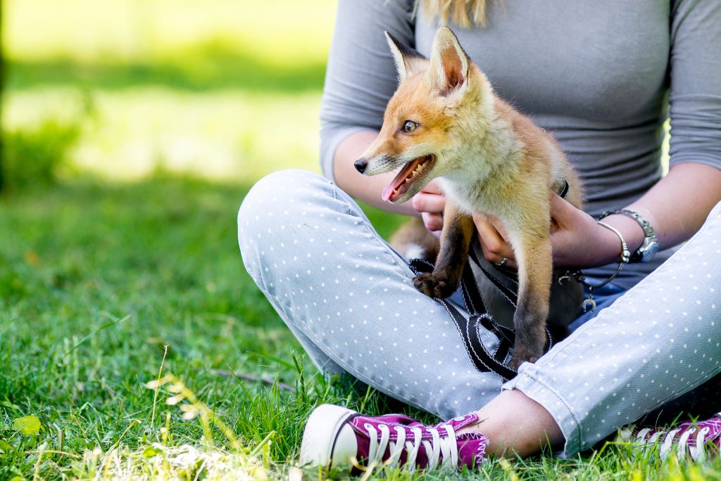 Do Foxes Make Good Pets?